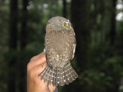 Northern Pygmy-Owl photo 4