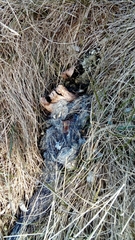 Canis lupus italicus