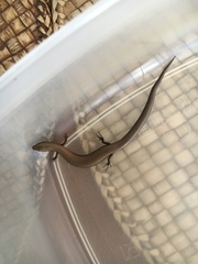 Ablepharus kitaibelii