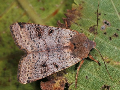 Beaded Chestnut
