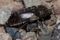 Dermestes marmoratus