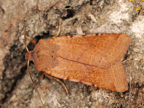 Beaded Chestnut