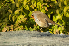 Erithacus rubecula
