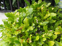 Synsepalum dulcificum