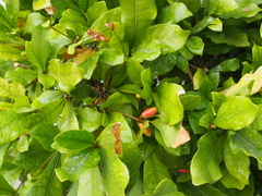 Synsepalum dulcificum