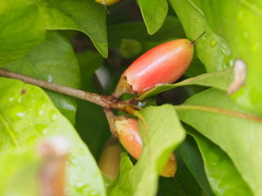 Synsepalum dulcificum