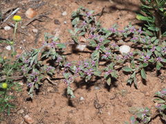 Aizoon portulacaceum