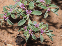 Aizoon portulacaceum