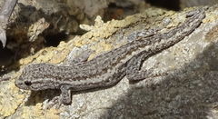 Lygodactylus bradfieldi