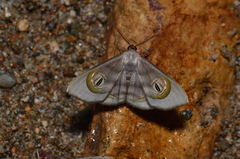 Problepsis achlyobathra