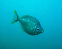 Parequula melbournensis