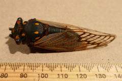 Macrotristria angularis