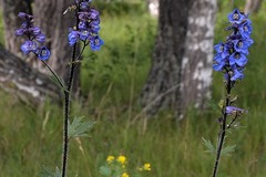 Delphinium retropilosum