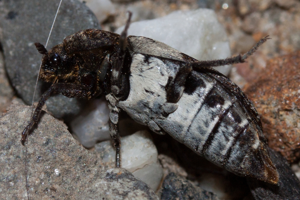 Common Carrion Beetle