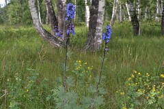 Delphinium retropilosum