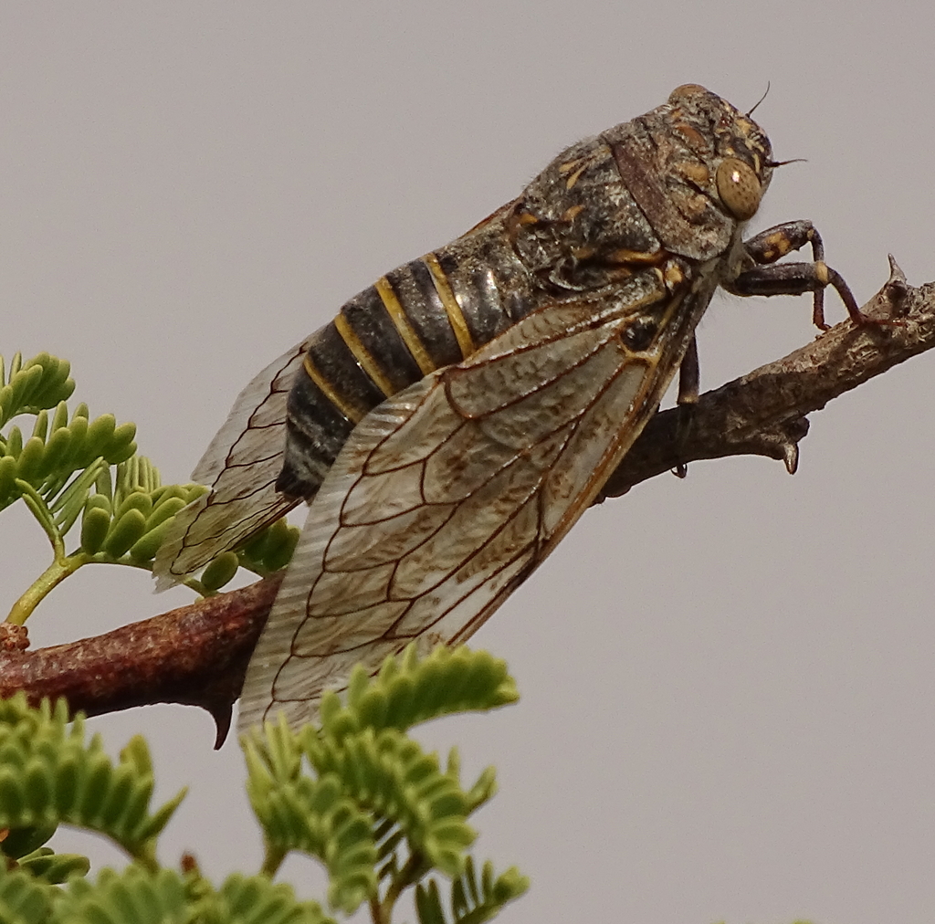 Aridland Broadborder Cicada