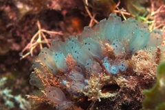 Clavelina moluccensis