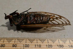 Macrotristria angularis