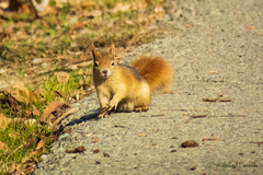 Sciurus anomalus