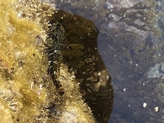 Bovichtus angustifrons