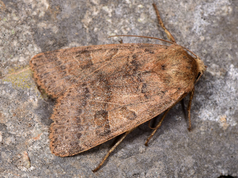Agrochola pistacinoides