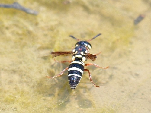 Jackspanner Insect Photo 294396554, (c) Jack Cochran, some rights reserved (CC BY-NC ...
