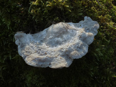 Tyromyces fumidiceps