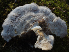 Tyromyces fumidiceps