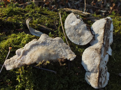 Tyromyces fumidiceps