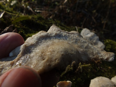 Tyromyces fumidiceps