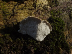 Tyromyces fumidiceps