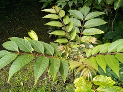 Toona sinensis