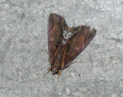 Ercheia