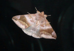 Bastilla maturata