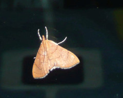 Hyalobathra illectalis