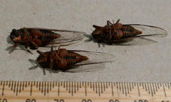 Birrima castanea