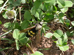 Megascolia maculata flavifrons