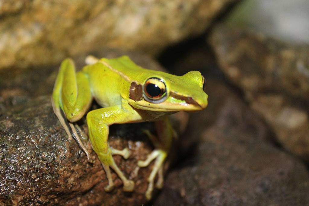 Cabilian Frog