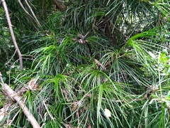 Sciadopitys verticillata