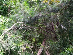 Sciadopitys verticillata