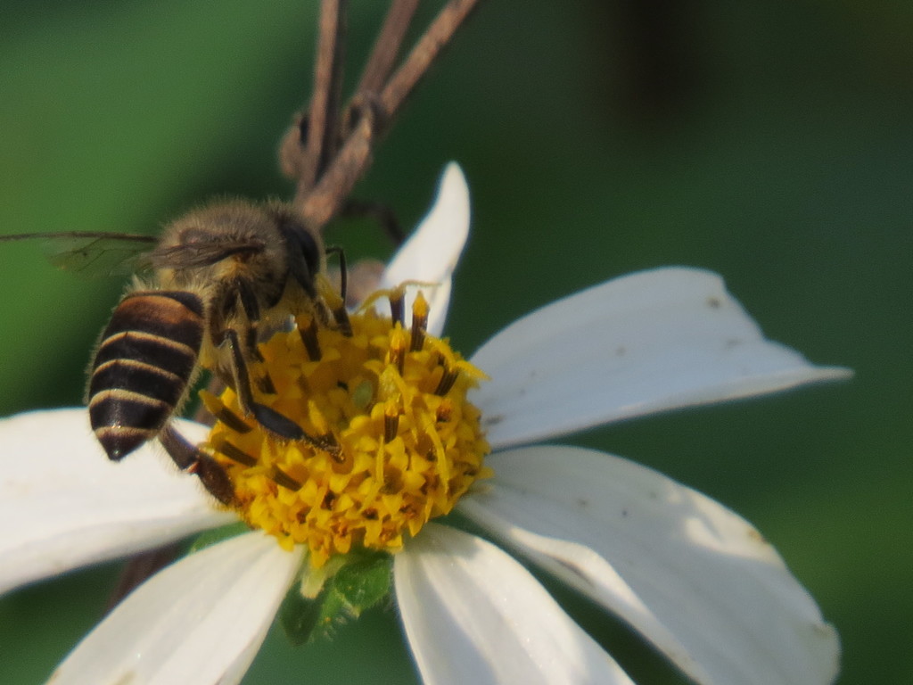 Asian Honey Bee from 台灣雲林縣 on December 12, 2012 at 03:39 PM by ttnwen ...