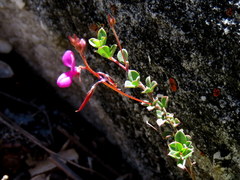 Indigofera sarmentosa
