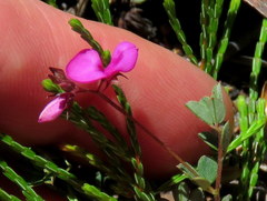 Indigofera sarmentosa