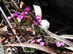 Indigofera sarmentosa