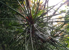 Sciadopitys verticillata