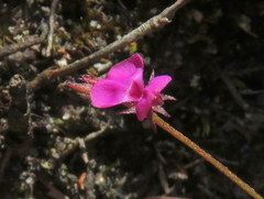Indigofera sarmentosa