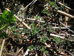 Indigofera sarmentosa