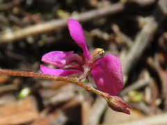 Indigofera sarmentosa