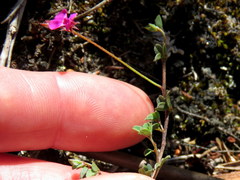 Indigofera sarmentosa