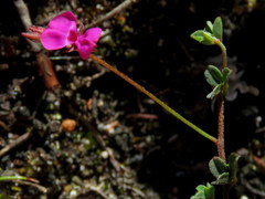 Indigofera sarmentosa